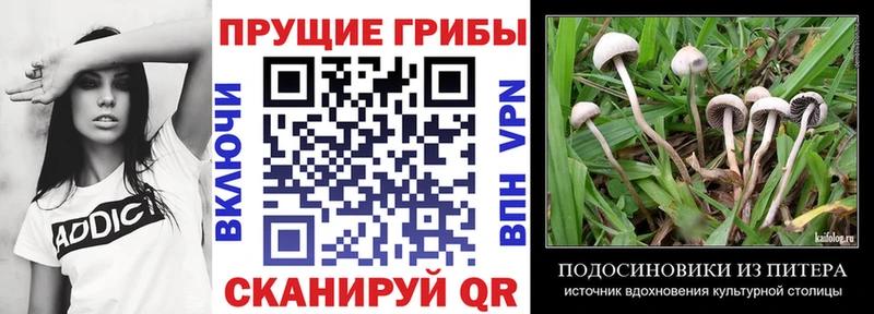 Псилоцибиновые грибы ЛСД  shop Telegram  Сальск  купить наркотики цена 
